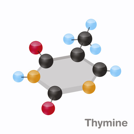 Thymine HexNut, T. Purine nucleobase molecule. Present in DNA. 3D vector illustration on white backgroundのイラスト素材