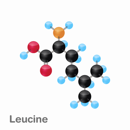 Molecular omposition and structure of Leucine, Leu, best for books and educationのイラスト素材