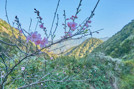 Panoramic view on a valley in La Gomera, Spain.の写真素材