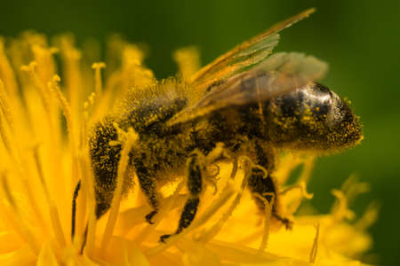 Macro shot of a bee collecting pollen on a dandelion. Closeup of a bee on a dandelion.の写真素材