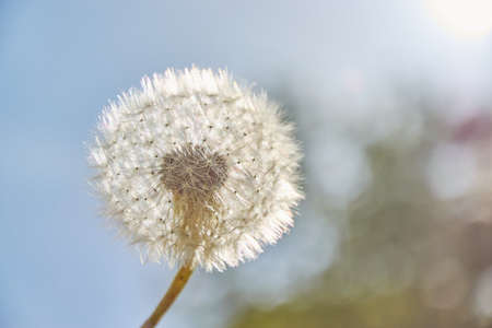 Macro shot of a dandelion in the sun light.の写真素材