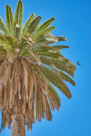 Palm trees during sunset. Parrot landing on a palm tree on the canary islands.の写真素材