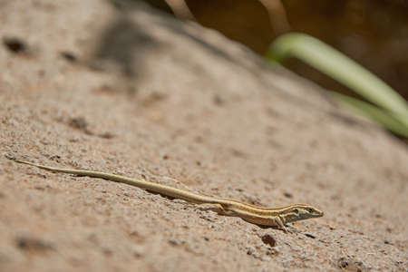 Closeup of a lizard on a rock. Lizard relaxing on a rock. Lizard on a rock.の写真素材