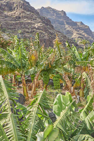 Wild banana trees on the Canary Islands.の写真素材