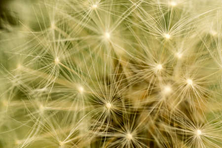 Macro shot of a dandelion in the sun light.の写真素材