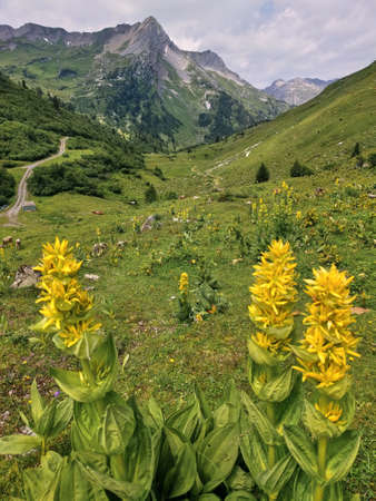 Beautiful panoramic mountain landscape in Austria. Lonely panoramic mountain landscape in the alps. Rocky mountain peak in between green meadows. Yellow flowers in panoramic mountain landscape.の写真素材