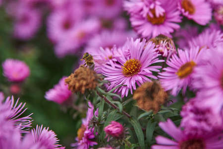 Bee collecting nectar on a purple flower. Closeup of a bee on a purple flower. Bee on a purple aster.の写真素材