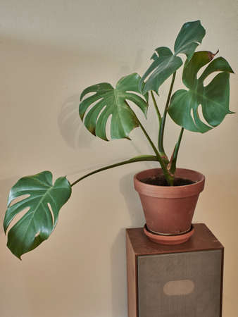 Potted philodendron on wooden vintage speaker. Interior decoration. Botanic plant on antique wooden speaker.の写真素材