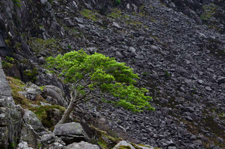 Green tree in scree field. Green tree between dark rocks. Isolated green tree in Ireland on dark background. Lonely tree in the wicklow mountains, Ireland.の写真素材