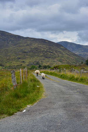 Two sheep walking on a lonely road in Ireland. Two sheep on a lonely street in the Irish mountains. Irish landscape with two sheep.の写真素材