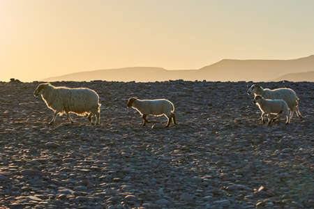 Sheep family walking in the sunset at the Ring of Kerry, Ireland. Sheep family in the evening light at Rossbeigh Beach, Ireland.の写真素材