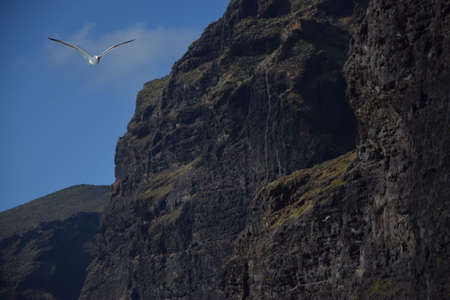 Seagull flying along huge cliffs in Tenerife. Seagull gliding along the coastline.の写真素材