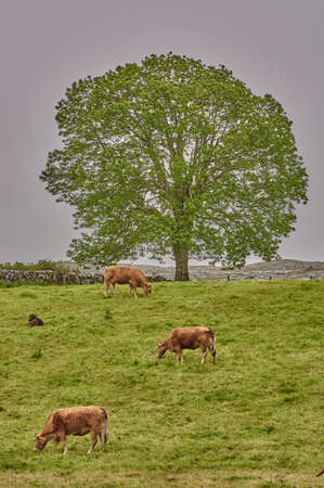 Irish landscape. Cows grazing beneath a big tree on a green meadow in Ireland.の写真素材