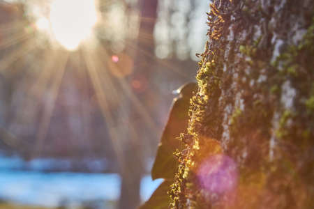 Sun rays in the forest. Winter landscape in the forest. Winter in the forest. Sunshine on a winterly tree in the winter.の写真素材