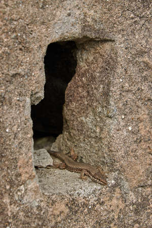 Lizard on a rock in the sun. Lizard on a wall.の写真素材
