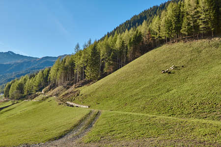 Sheep on a green meadown in the mountains in South Tyrol, Italy. Sheep in the mountains in South Tirol.の写真素材