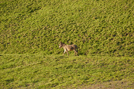 Donkey on a green field. Donkey walking on a green hillside. Mule on a green hillside.の写真素材