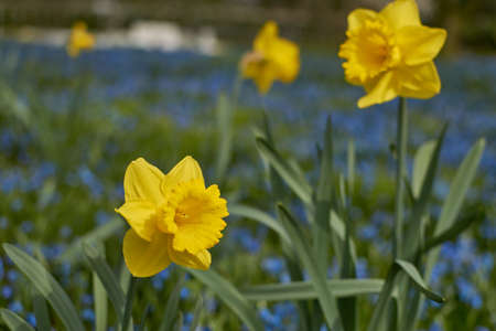 Closeup of a jonquil. Closeup of a daffodil. Flower field with jonquils. Flower field with yellow daffodils.の写真素材
