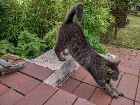 Tabby cat stretching in the garden. Tired cat stretching on the stairs. Tired tabby cat.の写真素材