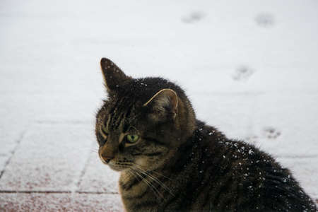 Tabby cat sitting outside in the snow. Tabby cat waiting in the snow. Tabby cat in the snow. Cat in the snow.の写真素材