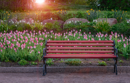 Bench in the park at sunsetの写真素材