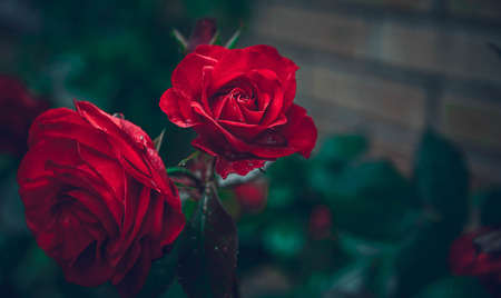 red rose after the rainの写真素材