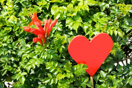 Red heart blossom amist the plants.の写真素材
