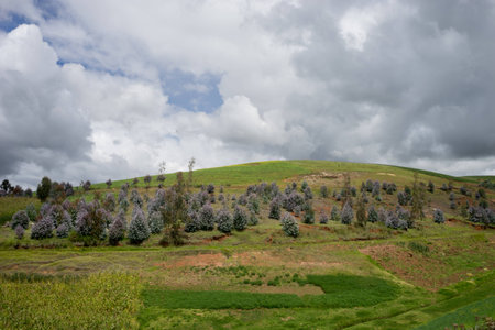 green grass field against a cloudy skyの写真素材