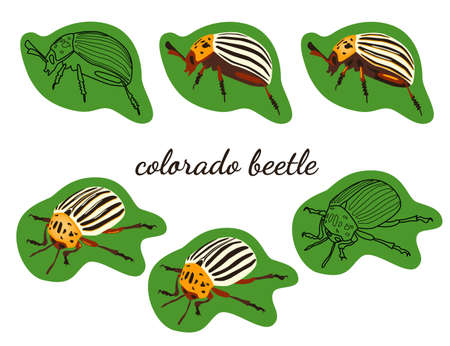 linear and flat vector images of the Colorado potato beetle in profile and isometricのイラスト素材