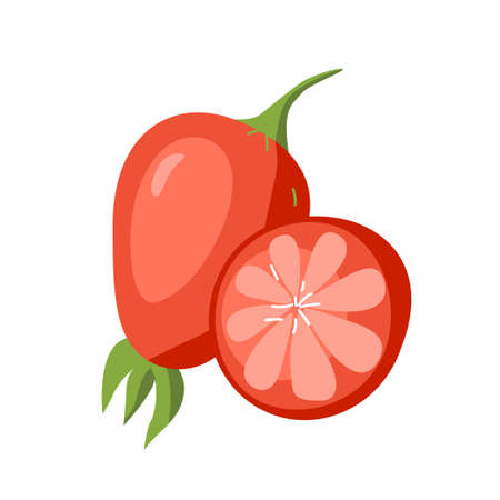 Rose hip whole and slice, berries and seeds, dogrose or wildrose Vector illustration. For medicine, health care, cosmetic, aromatherapy, vitamin sourcesのイラスト素材
