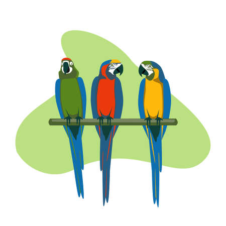 Three exotic parakeets sitting on brunch. Tropical birds different colors macaw parrot kinds vector illustrationのイラスト素材