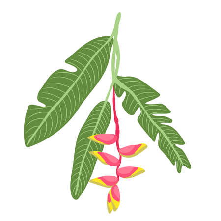 Heliconia bihai leaves and flowers. Blooming tropical flower. Exotic summer plant. For card posters patterns vector illustrations.のイラスト素材