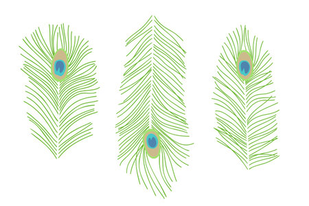 Peacock feather set, exotic bird plumes for design, peacock eye peafowl plumage vector illustrationのイラスト素材