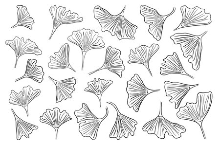 Ginkgo biloba hand drawn ink sketch set. Abstract jinkgo leaves. Botany vintage pen style collection for decor. Vector illustration.のイラスト素材