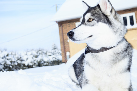 A husky dog in the cold winter season