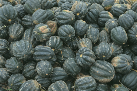 LLot of diferent kind of pumpkin on the field