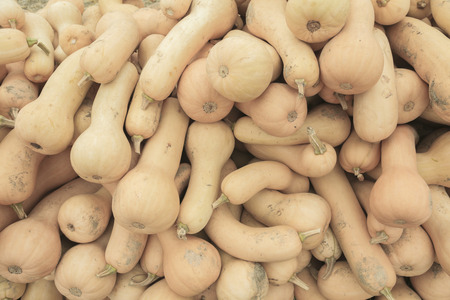 LLot of diferent kind of pumpkin on the fieldの写真素材