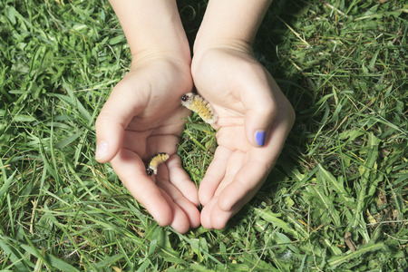 Little girl holds the container with the caught butterflyの写真素材