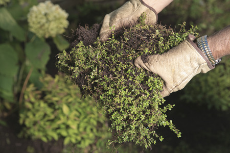 Gardenersの写真素材