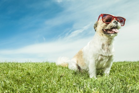 A Lhasa Apso Dog over a white backgroundの写真素材