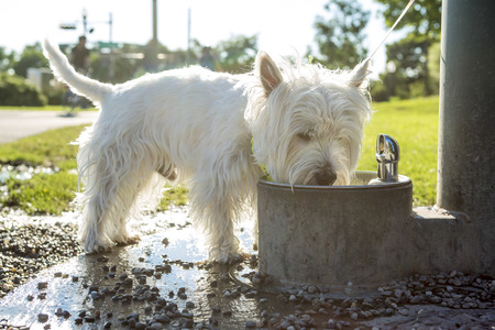 A west highland white terrier dog drinking waterの写真素材