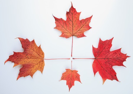 A collection beautiful colorful autumn leaves isolated on white backgroundの写真素材