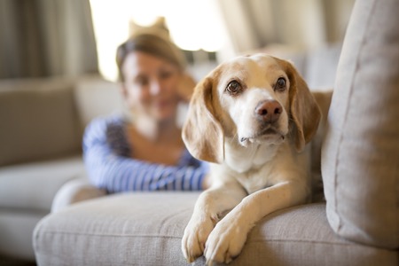 woman sitting on the couch take some good time with his dogの写真素材