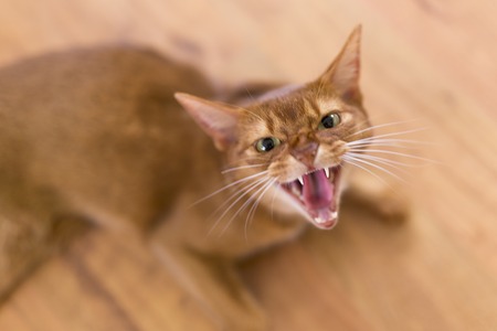 Angry yellow catの写真素材
