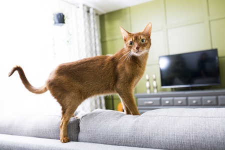 A Cat in the living room on the couchの写真素材