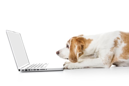 A Beagle dog computer isolated on white backgroundの写真素材