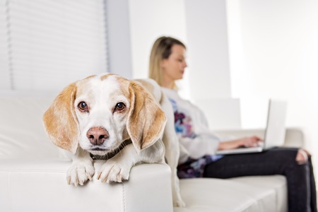 A Beautiful young blonde woman with her dog at homeの写真素材