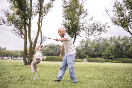 Man play with his Beagle dog on a field at summer timeの写真素材