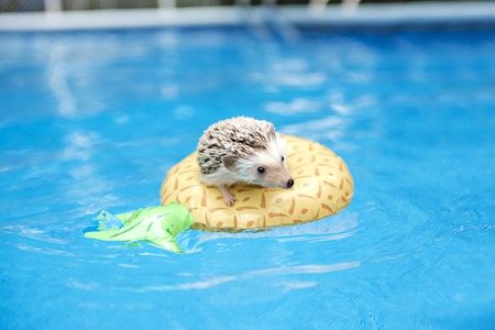 hedgehog on floting life buoyの写真素材