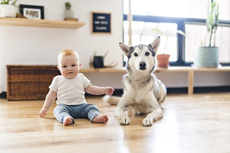 Baby girl sitting with husky on the floorの写真素材